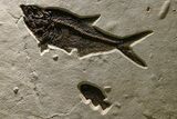 Stunning Green River Fossil Fish Mural with Multiple Species #382728-1